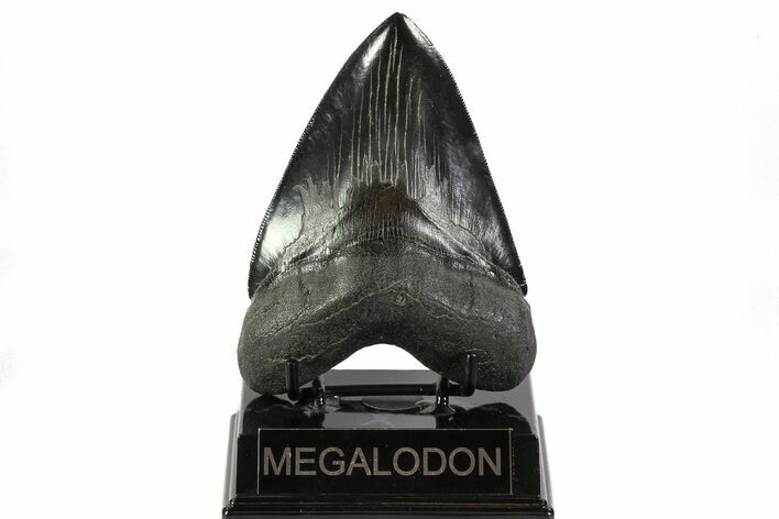 Black, Fossil Megalodon Tooth - Serrated Blade #82723